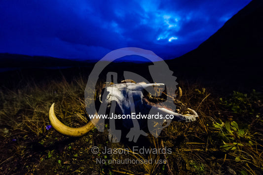 The bleached bone and horns of a Musk Ox skull resting on a windswept tundra beneath a stormy night sky. Ammalortup Nunaa Highland, Kangerlussuaq, Qeqqata Municipality, Greenland.
