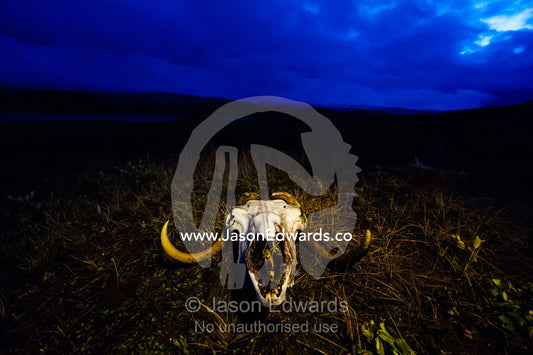 The bleached bone and horns of a Musk Ox skull resting on a windswept tundra beneath a stormy night sky. Ammalortup Nunaa Highland, Kangerlussuaq, Qeqqata Municipality, Greenland.