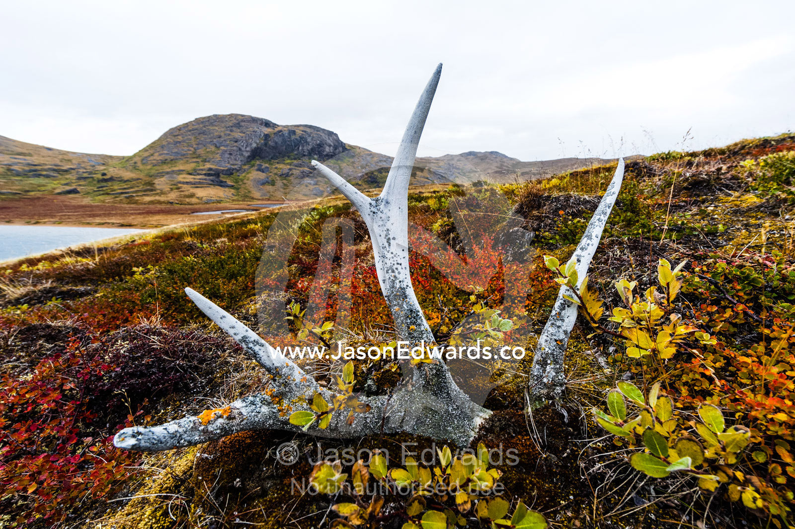 Alpine plants growing over a rack of Barren-ground Caribou antlers on the tundra. Ammalortup Nunaa Highland, Kangerlussuaq, Qeqqata Municipality, Greenland.