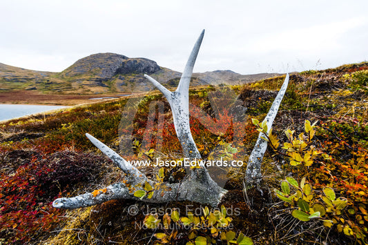 Alpine plants growing over a rack of Barren-ground Caribou antlers on the tundra. Ammalortup Nunaa Highland, Kangerlussuaq, Qeqqata Municipality, Greenland.
