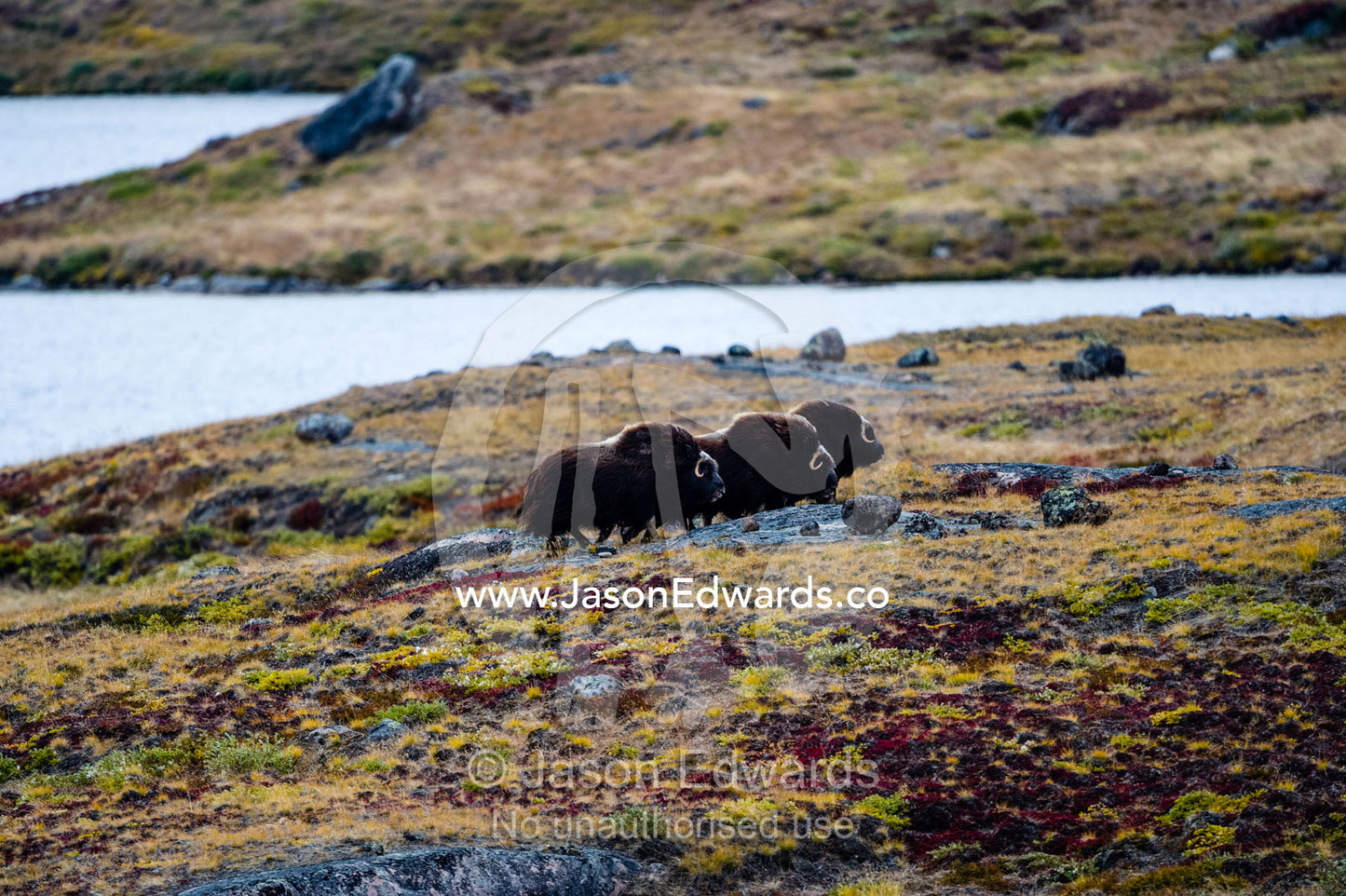 A herd of Musk Ox moving across the vast tundra. Ammalortup Nunaa Highland, Kangerlussuaq, Qeqqata Municipality, Greenland.