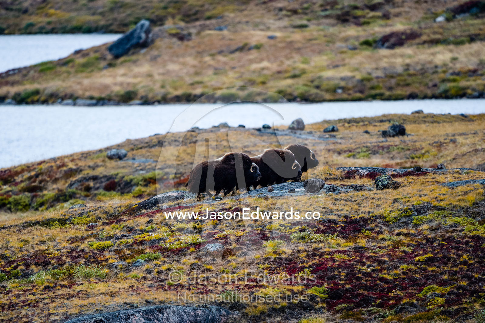 A herd of Musk Ox moving across the vast tundra. Ammalortup Nunaa Highland, Kangerlussuaq, Qeqqata Municipality, Greenland.