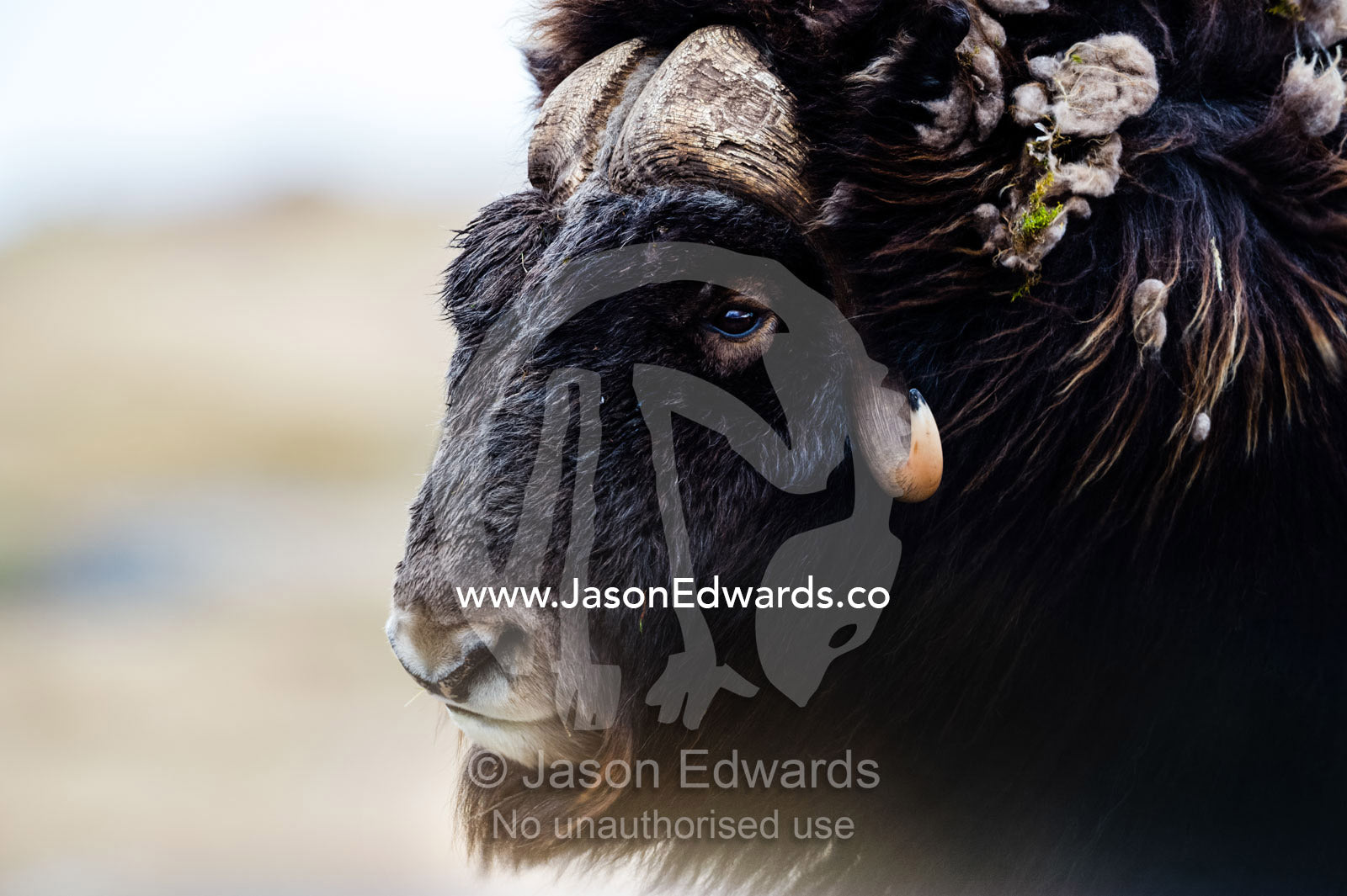 A Musk Ox with a huge shaggy coat on the windy tundra. Ammalortup Nunaa Highland, Kangerlussuaq, Qeqqata Municipality, Greenland.