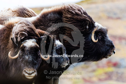 A pair of Musk Ox protect a calf by standing either side of it. Ammalortup Nunaa Highland, Kangerlussuaq, Qeqqata Municipality, Greenland.