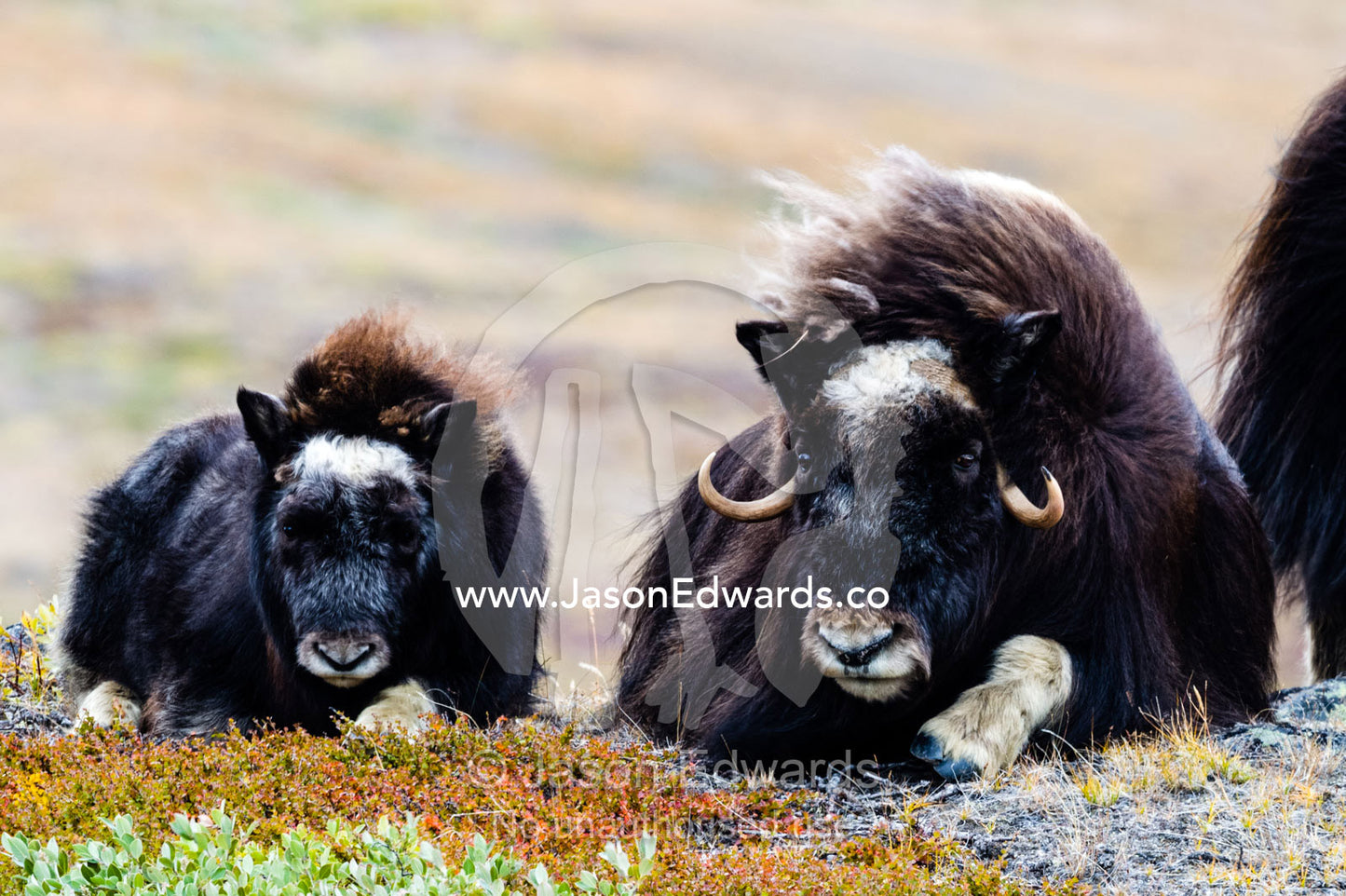 A Musk Ox calf resting on the tundra near it's mother. Ammalortup Nunaa Highland, Kangerlussuaq, Qeqqata Municipality, Greenland.