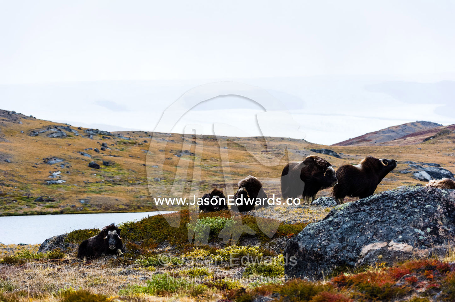 A herd of Musk Ox grazing on the tundra near the Greenland Ice Sheet. Ammalortup Nunaa Highland, Kangerlussuaq, Qeqqata Municipality, Greenland.