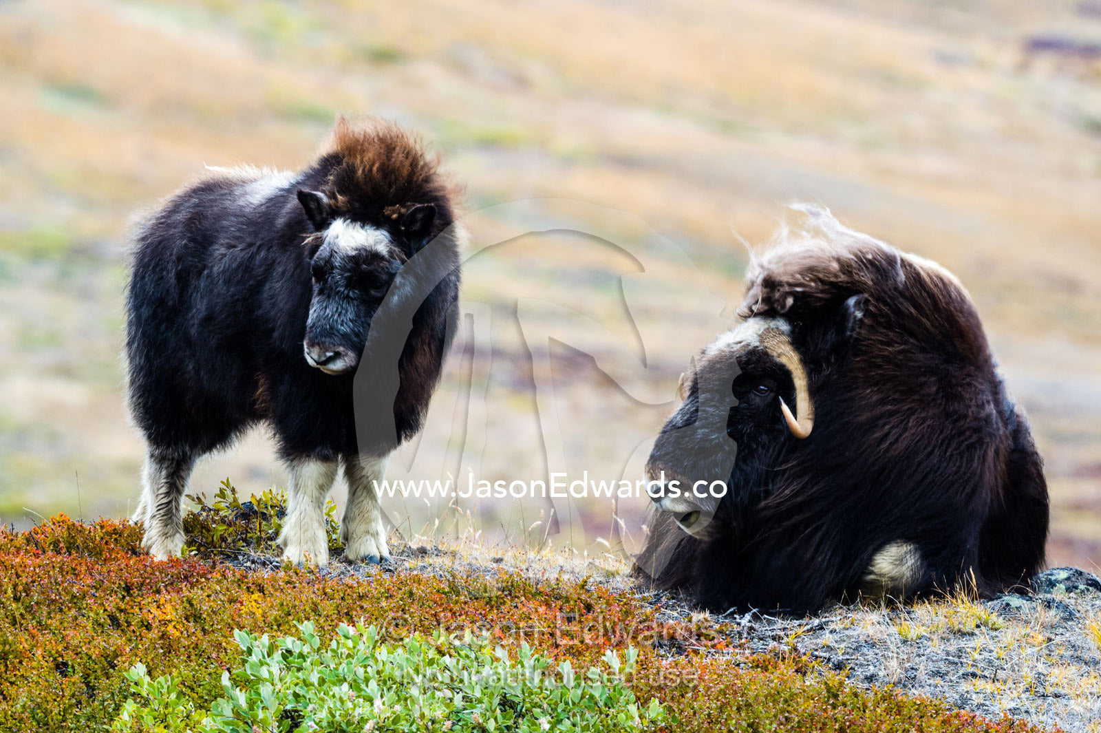 An inquisitive Musk Ox calf standing near its mother resting on the tundra. Ammalortup Nunaa Highland, Kangerlussuaq, Qeqqata Municipality, Greenland.
