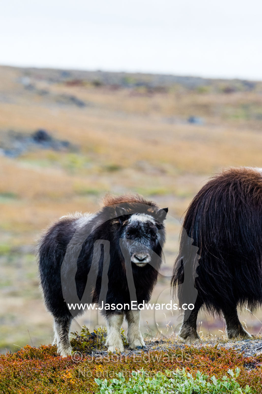 An inquisitive Musk Ox calf standing near its mother. Ammalortup Nunaa Highland, Kangerlussuaq, Qeqqata Municipality, Greenland.