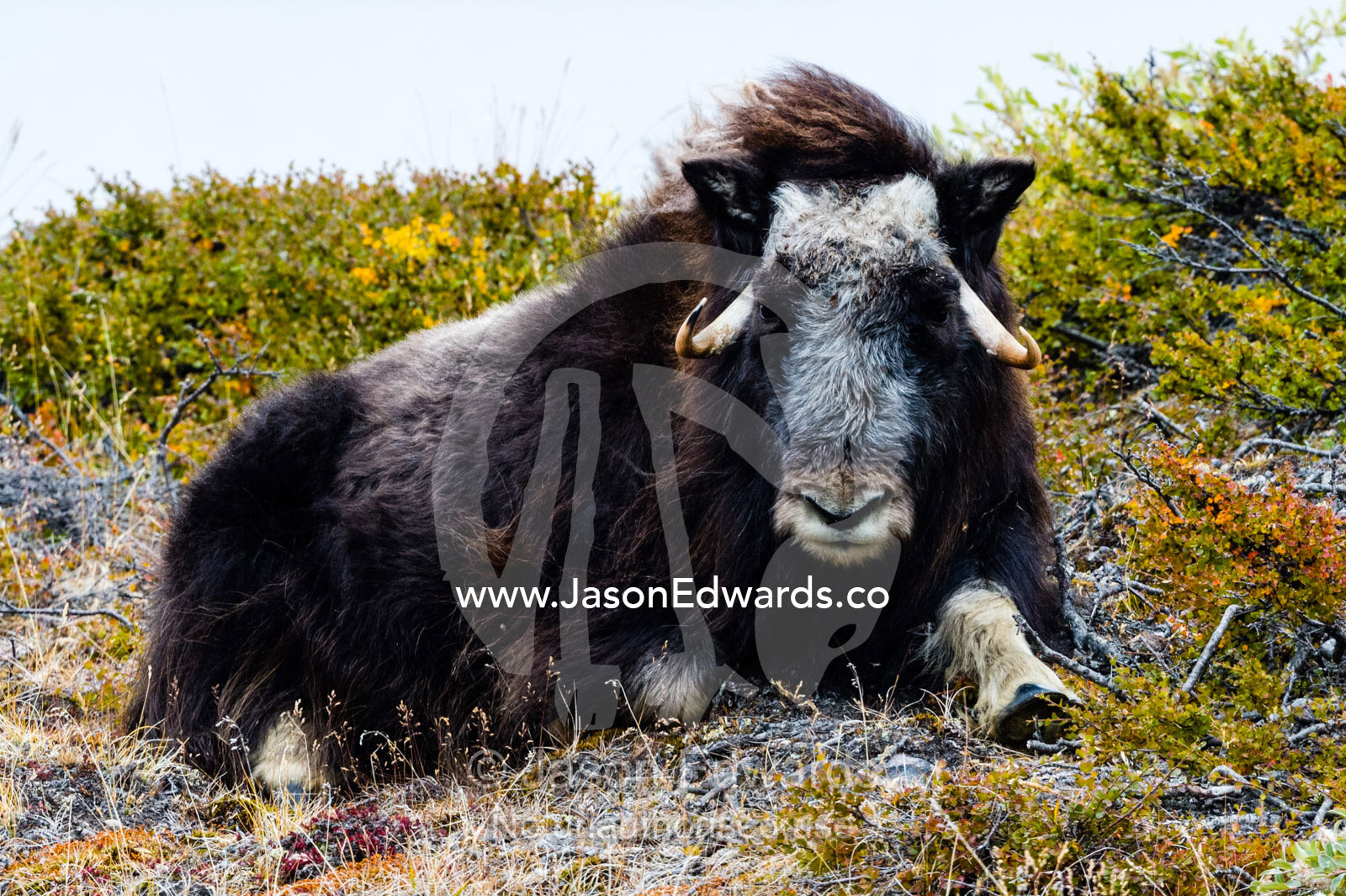 A sub-adult Musk Ox resting on the Autumn tundra. Ammalortup Nunaa Highland, Kangerlussuaq, Qeqqata Municipality, Greenland.