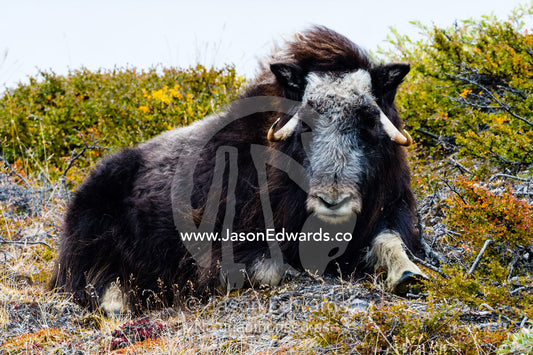 A sub-adult Musk Ox resting on the Autumn tundra. Ammalortup Nunaa Highland, Kangerlussuaq, Qeqqata Municipality, Greenland.