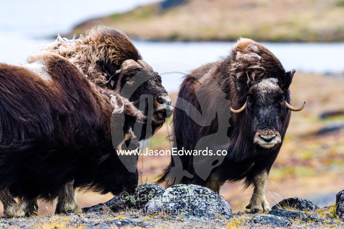A male Musk Ox scenting a female to see if she is in oestrus for mating. Ammalortup Nunaa Highland, Kangerlussuaq, Qeqqata Municipality, Greenland.