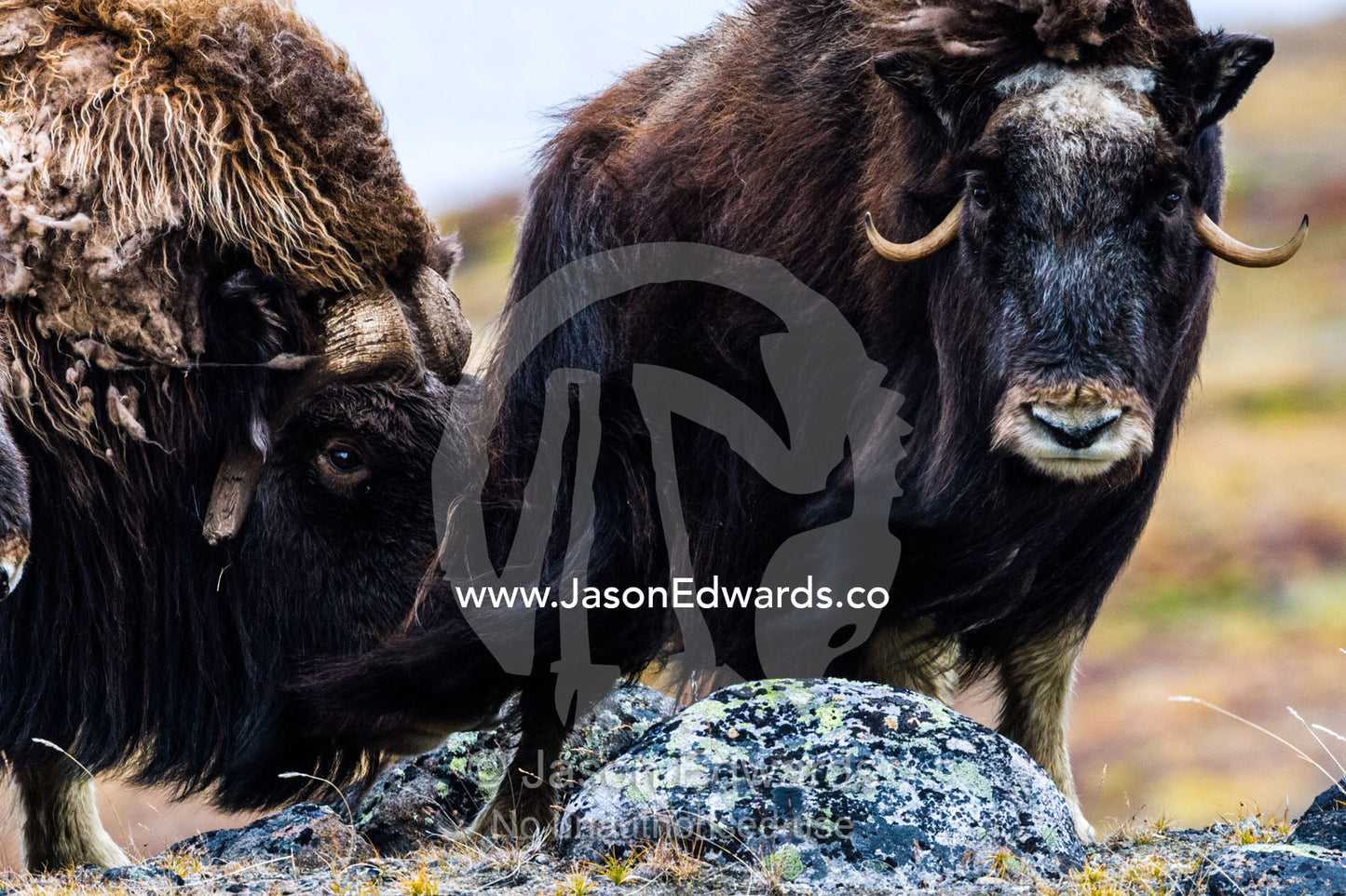 A male Musk Ox scenting a female to see if she is in oestrus for mating. Ammalortup Nunaa Highland, Kangerlussuaq, Qeqqata Municipality, Greenland.
