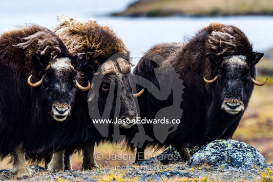 A Musk Ox herd standing on the windswept tundra. Ammalortup Nunaa Highland, Kangerlussuaq, Qeqqata Municipality, Greenland.