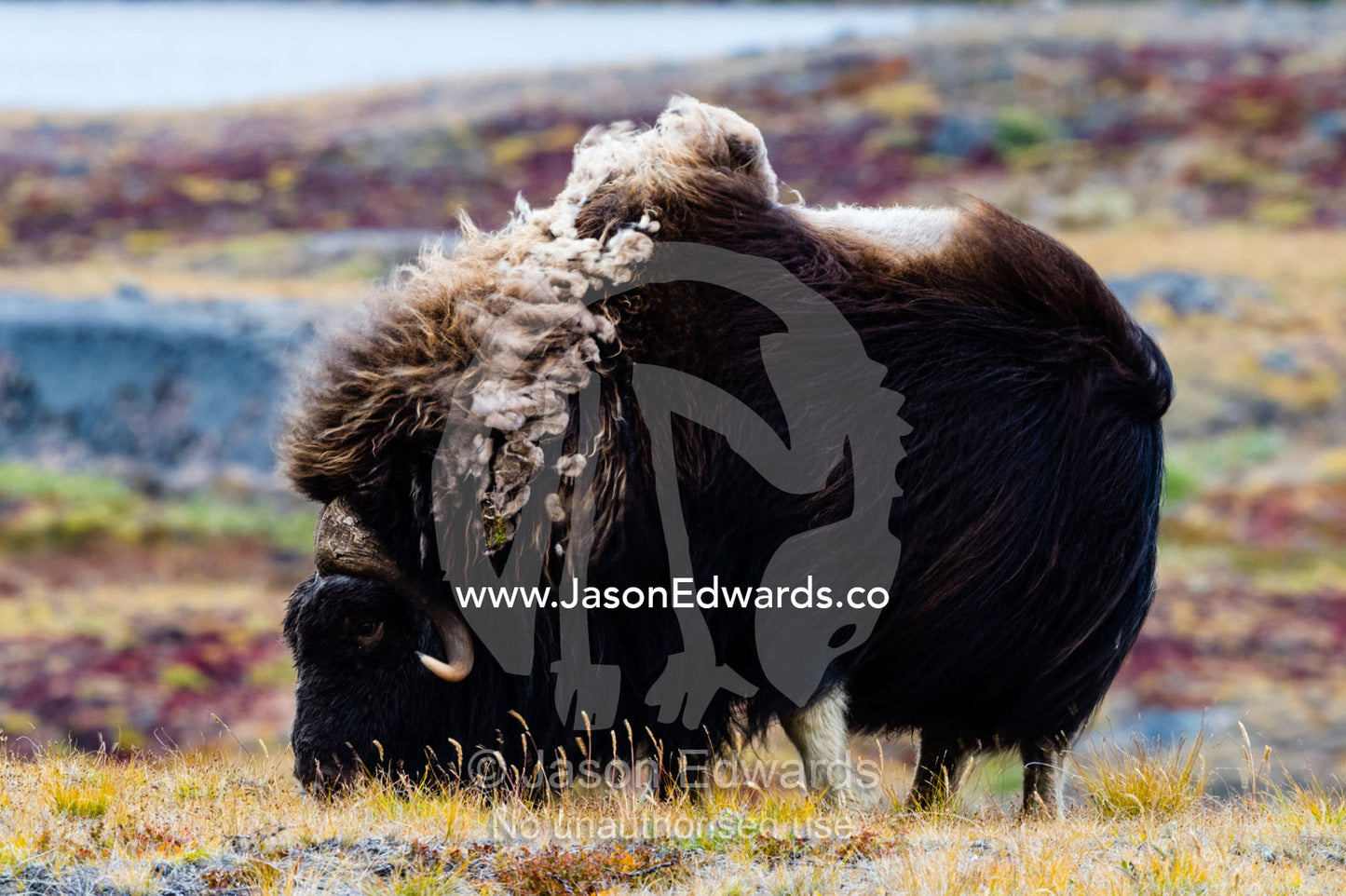 A Musk Ox with a huge shaggy coat grazing on tundra grasses. Ammalortup Nunaa Highland, Kangerlussuaq, Qeqqata Municipality, Greenland.