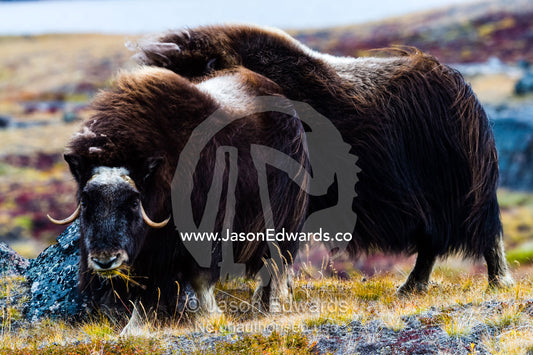 A female Musk Ox grazing on grasses on the tundra. Ammalortup Nunaa Highland, Kangerlussuaq, Qeqqata Municipality, Greenland.