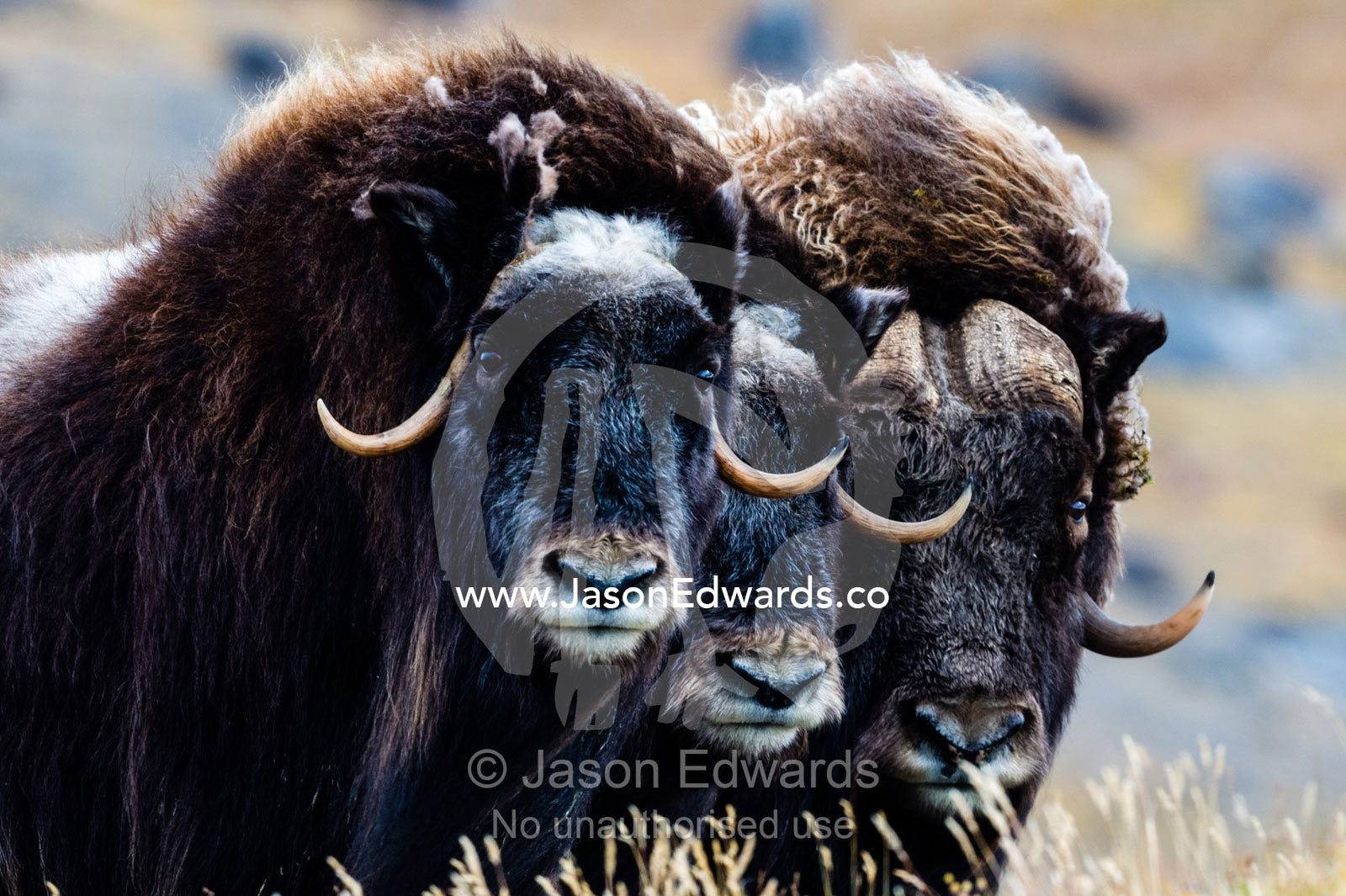 A trio of Musk Ox gather together in defensive position on the tundra displaying their horns. Ammalortup Nunaa Highland, Kangerlussuaq, Qeqqata Municipality, Greenland.