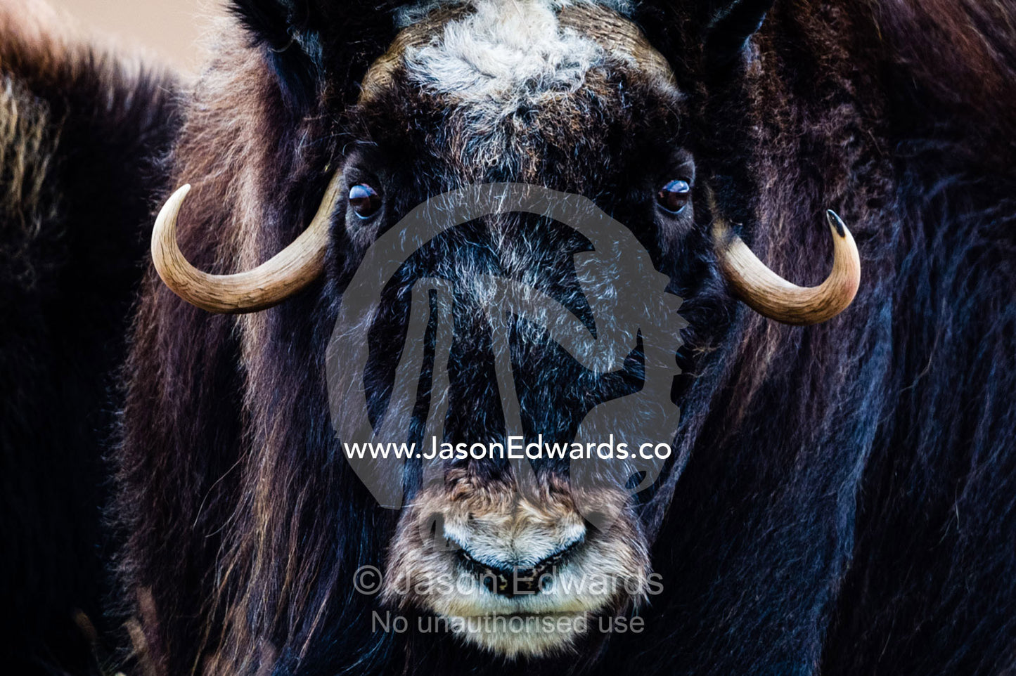Strong arctic winds send the shaggy coat of a Musk Ox flying. Ammalortup Nunaa Highland, Kangerlussuaq, Qeqqata Municipality, Greenland.