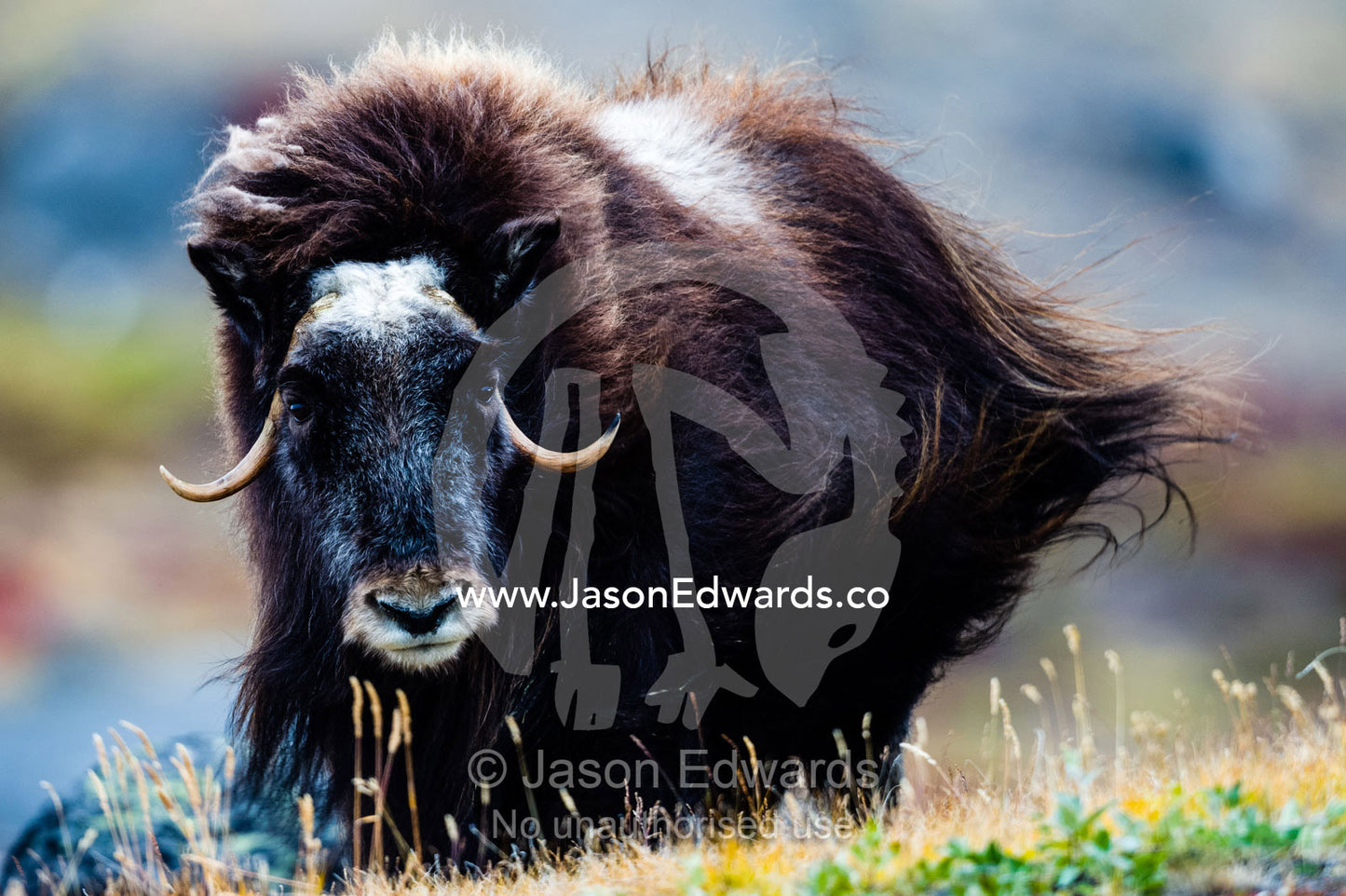 Strong arctic winds send the shaggy coat of a Musk Ox flying. Ammalortup Nunaa Highland, Kangerlussuaq, Qeqqata Municipality, Greenland.