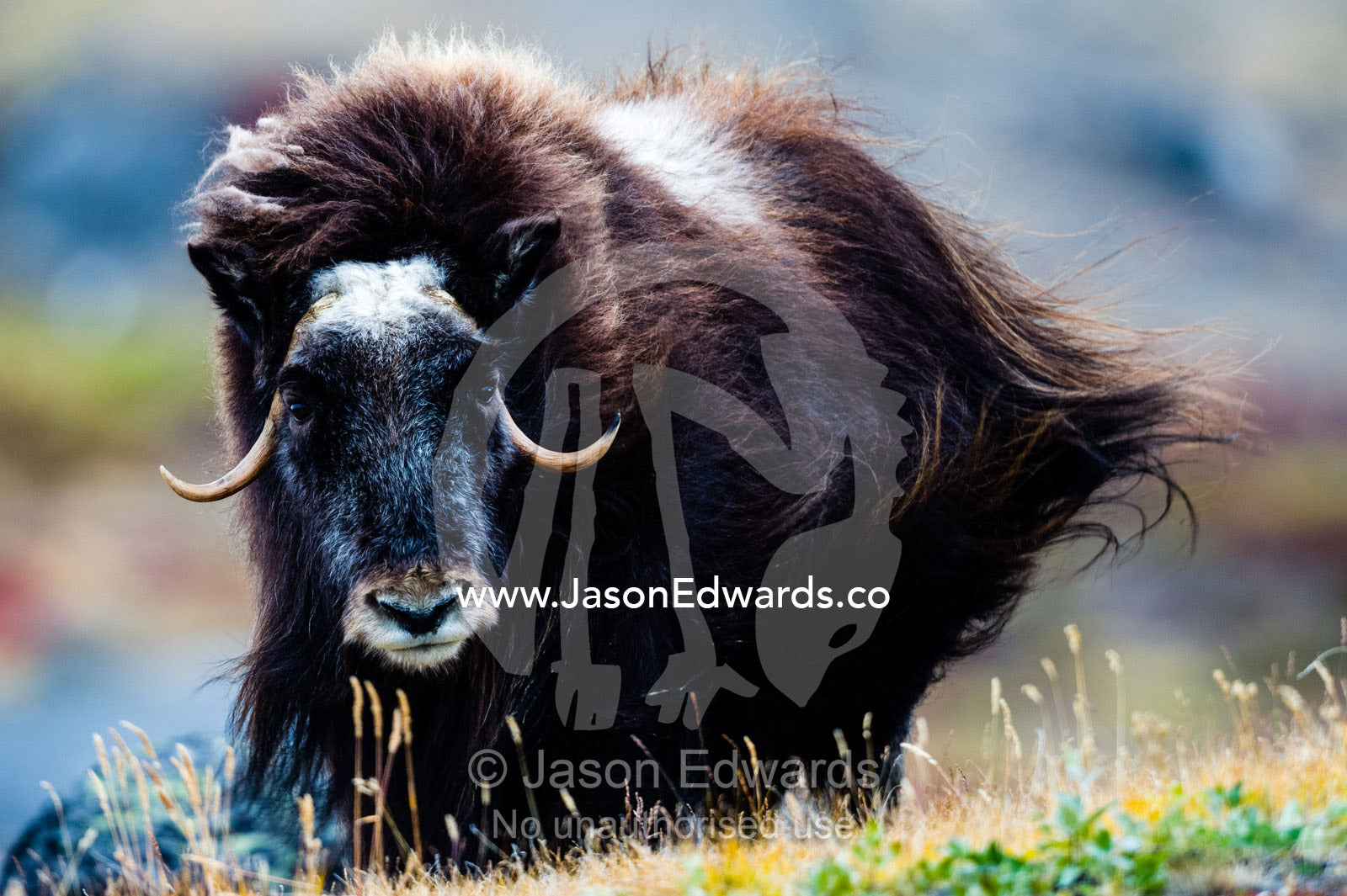 Strong arctic winds send the shaggy coat of a Musk Ox flying. Ammalortup Nunaa Highland, Kangerlussuaq, Qeqqata Municipality, Greenland.
