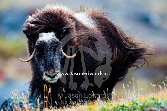Strong arctic winds send the shaggy coat of a Musk Ox flying. Ammalortup Nunaa Highland, Kangerlussuaq, Qeqqata Municipality, Greenland.