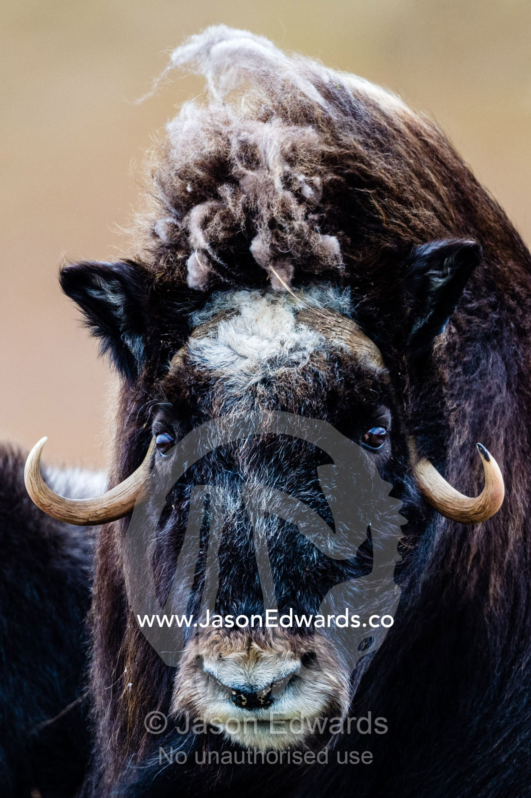 A Musk Ox staring at the camera with sharp pointed horns. Ammalortup Nunaa Highland, Kangerlussuaq, Qeqqata Municipality, Greenland.