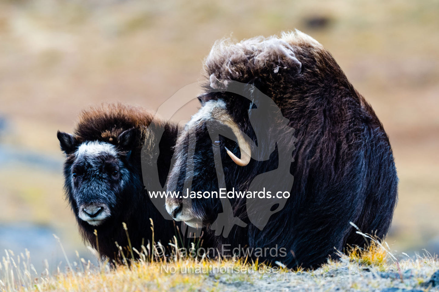 A mother Musk Ox protecting her calf on the open tundra. Ammalortup Nunaa Highland, Kangerlussuaq, Qeqqata Municipality, Greenland.