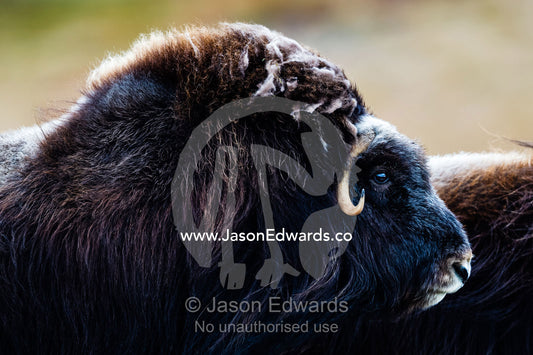 The enormous shoulder hump and thick fur of the Musk Ox. Ammalortup Nunaa Highland, Kangerlussuaq, Qeqqata Municipality, Greenland.