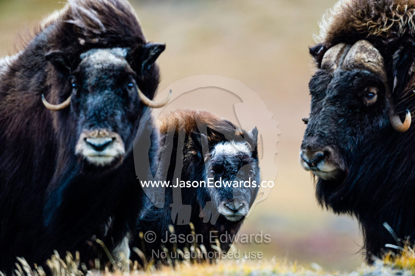 A pair of Musk Ox protect a calf by standing either side of it. Ammalortup Nunaa Highland, Kangerlussuaq, Qeqqata Municipality, Greenland.