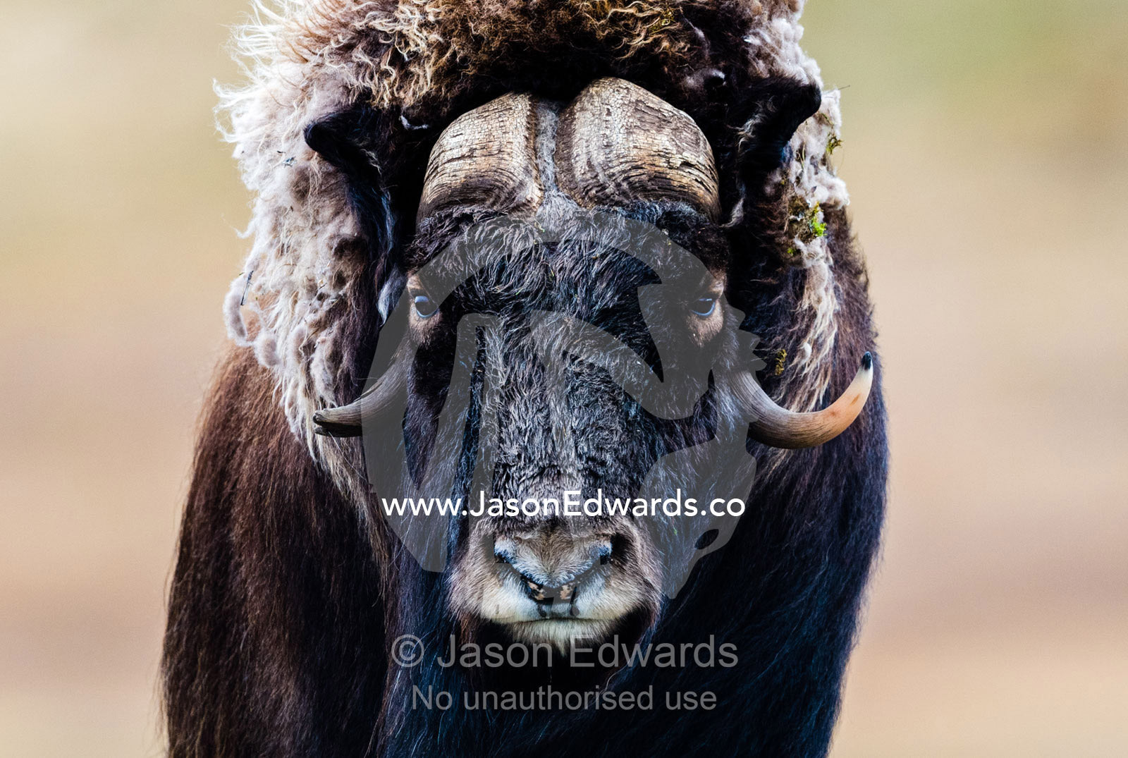 A Musk Ox with a huge shaggy coat staring at the camera with sharp pointed horns. Ammalortup Nunaa Highland, Kangerlussuaq, Qeqqata Municipality, Greenland.