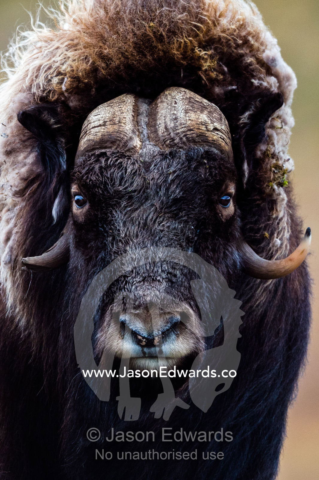 A Musk Ox with a huge shaggy coat staring at the camera with sharp pointed horns. Ammalortup Nunaa Highland, Kangerlussuaq, Qeqqata Municipality, Greenland.
