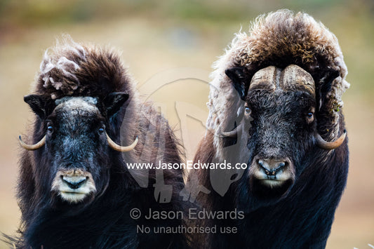 A pair of Musk Ox with a huge shaggy coats stare at the camera with sharp pointed horns. Ammalortup Nunaa Highland, Kangerlussuaq, Qeqqata Municipality, Greenland.