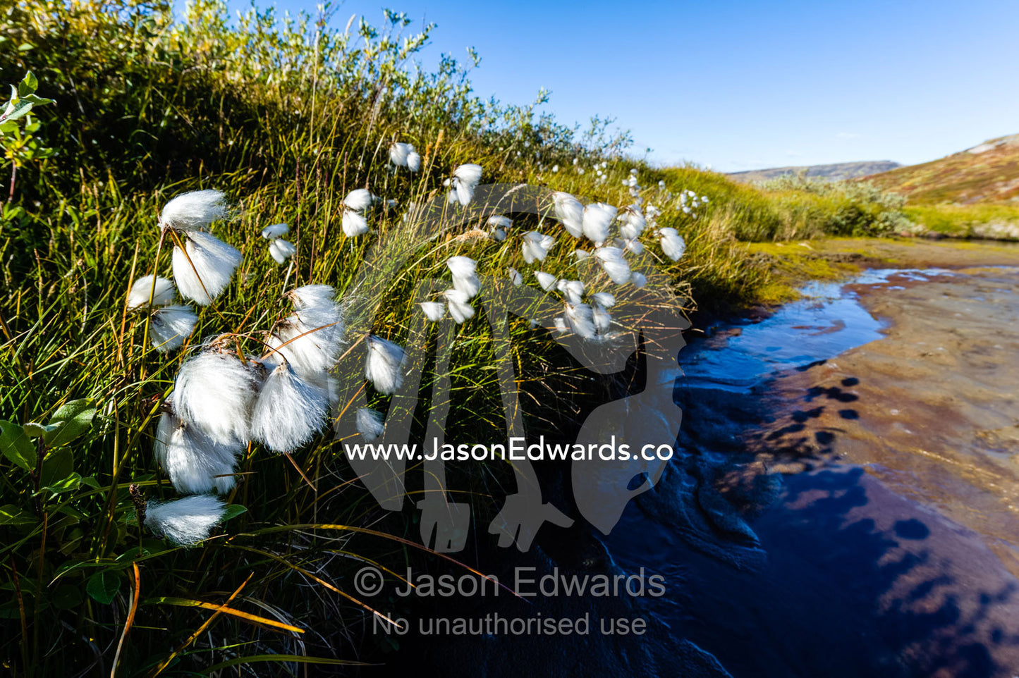 Fluffy Cottongrass seed heads along a stream are covered in a fluffy mass of cotton which are carried on the wind to aid dispersal. Ammalortup Nunaa Highland, Kangerlussuaq, Qeqqata Municipality, Greenland.