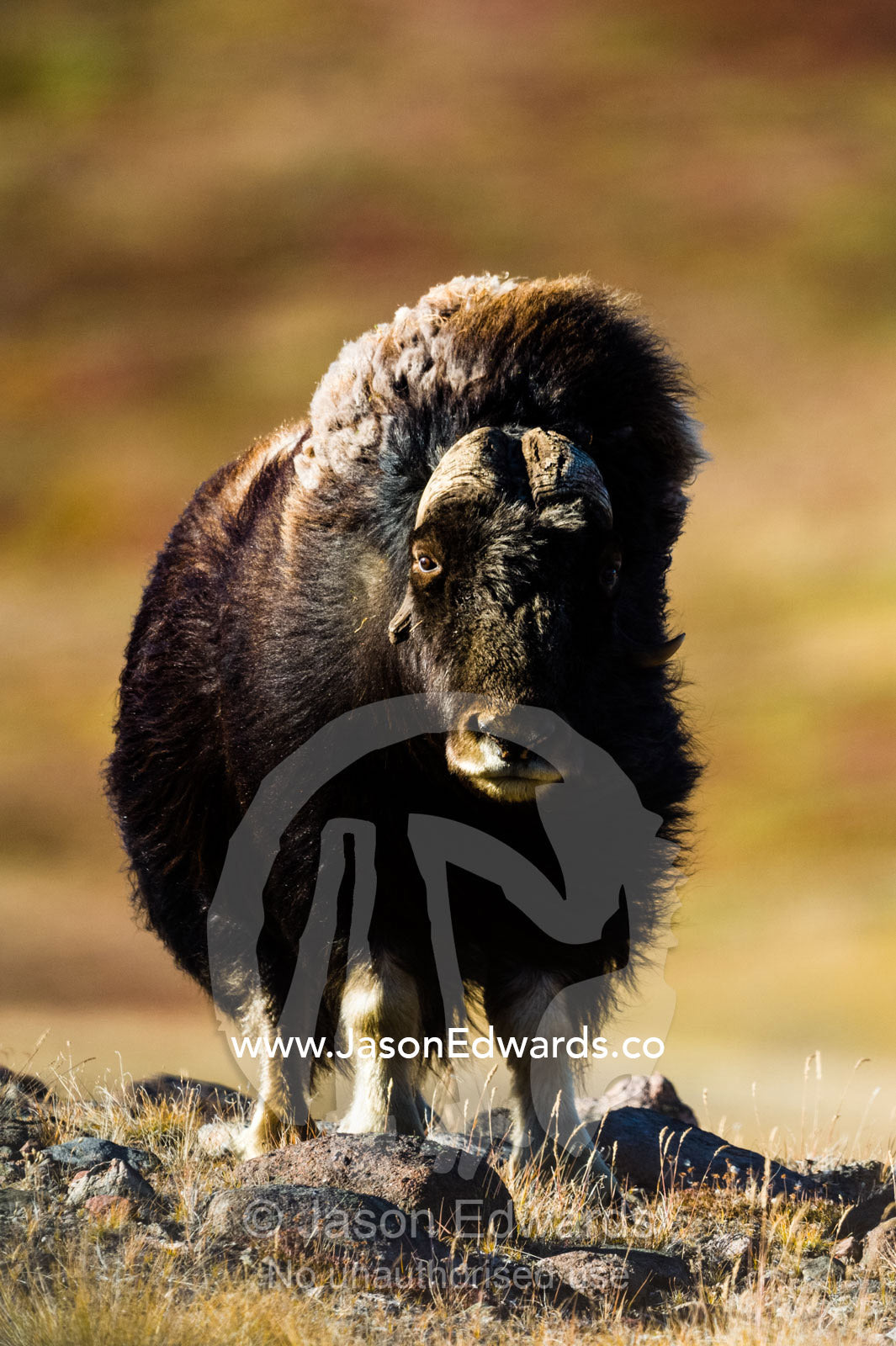 Strong arctic winds billowing the long shaggy coat of a Musk Ox standing on a tundra hilltop. Ammalortup Nunaa Highland, Kangerlussuaq, Qeqqata Municipality, Greenland.