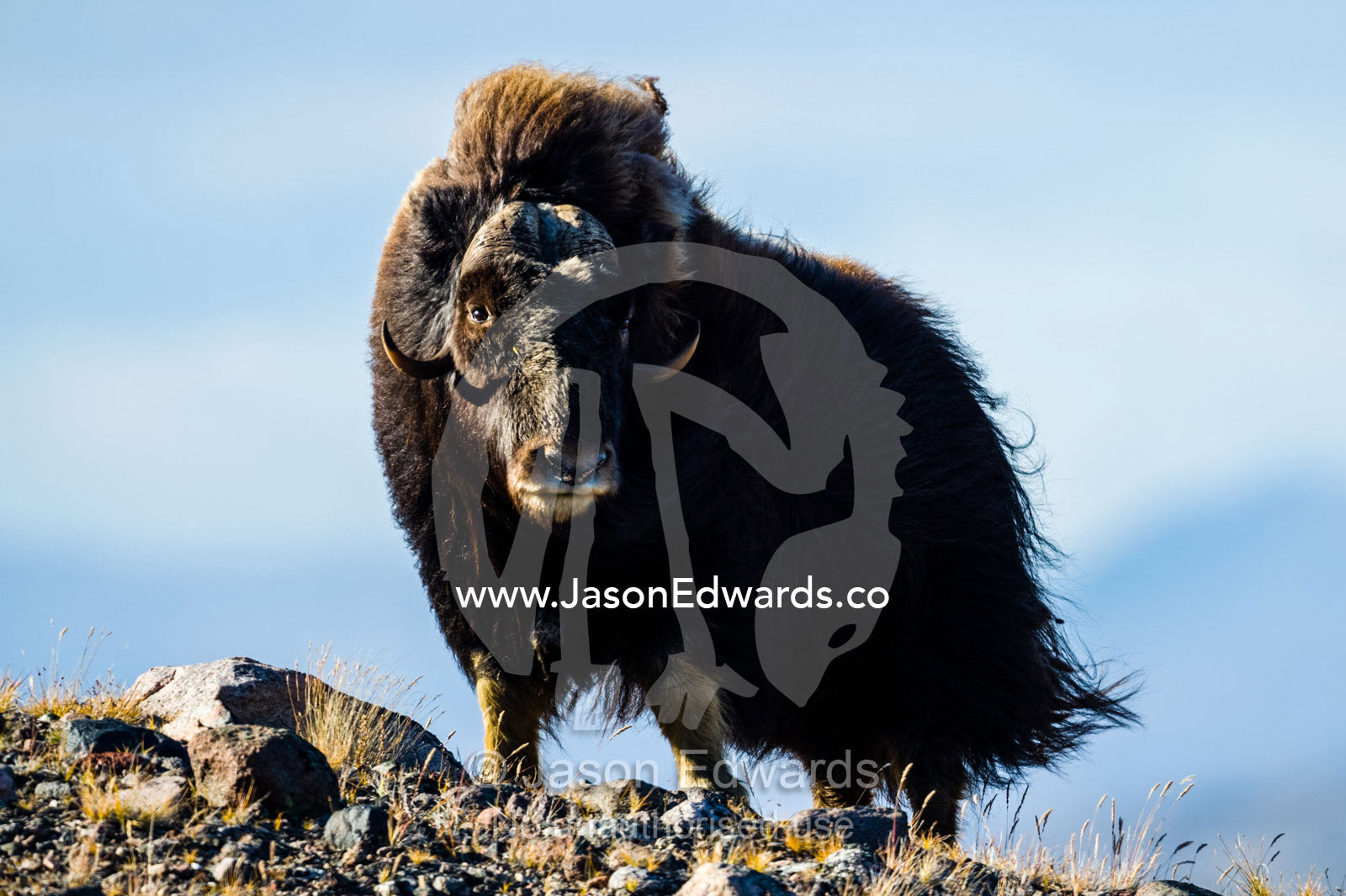 Strong arctic winds billowing the long shaggy coat of a Musk Ox standing on a tundra hilltop. Ammalortup Nunaa Highland, Kangerlussuaq, Qeqqata Municipality, Greenland.