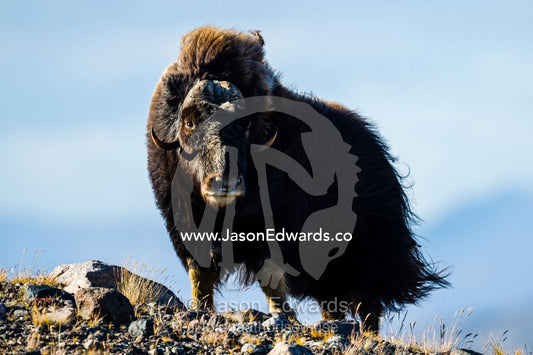 Strong arctic winds billowing the long shaggy coat of a Musk Ox standing on a tundra hilltop. Ammalortup Nunaa Highland, Kangerlussuaq, Qeqqata Municipality, Greenland.