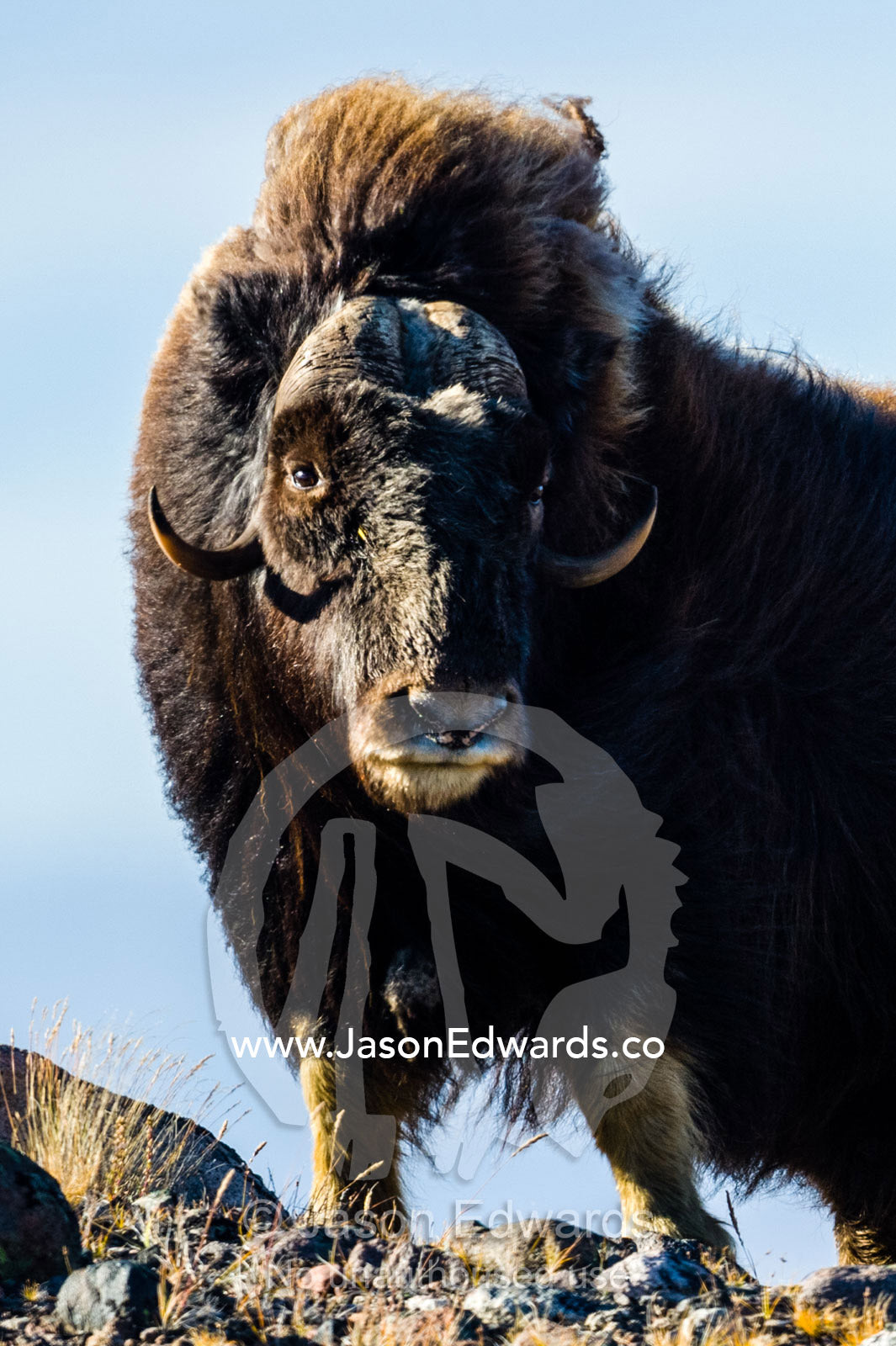 The long shaggy mane and pointed horns of an alert Musk Ox. Ammalortup Nunaa Highland, Kangerlussuaq, Qeqqata Municipality, Greenland.