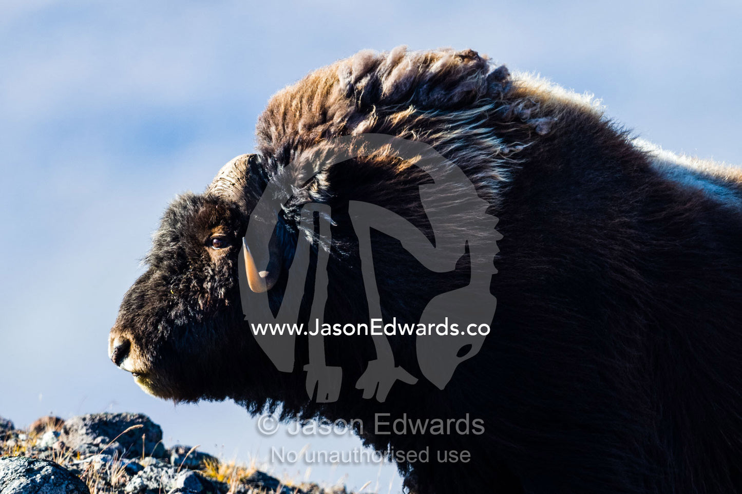 The long shaggy mane and pointed horns of an alert Musk Ox. Ammalortup Nunaa Highland, Kangerlussuaq, Qeqqata Municipality, Greenland.