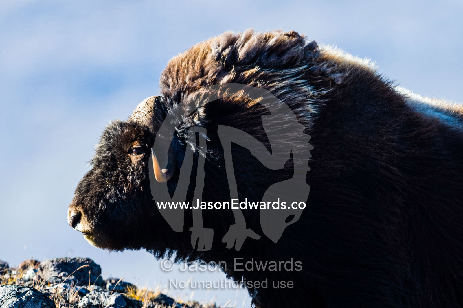 The long shaggy mane and pointed horns of an alert Musk Ox. Ammalortup Nunaa Highland, Kangerlussuaq, Qeqqata Municipality, Greenland.