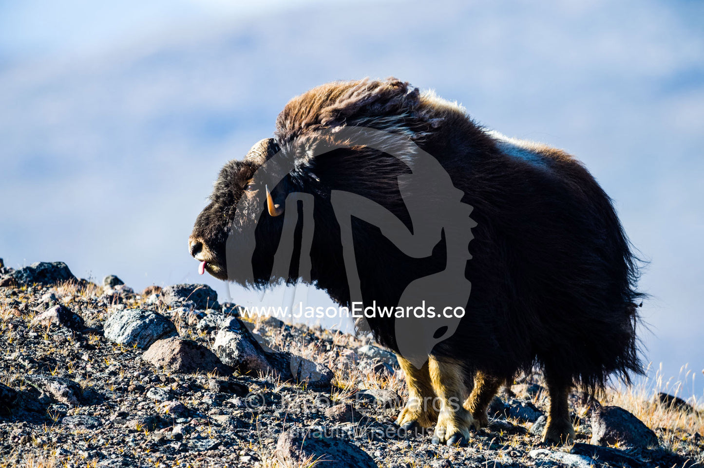 A Musk Ox standing on a mountaintop poking out it's tongue to scent a female. Ammalortup Nunaa Highland, Kangerlussuaq, Qeqqata Municipality, Greenland.