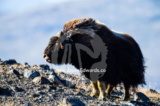 A Musk Ox standing on a mountaintop poking out it's tongue to scent a female. Ammalortup Nunaa Highland, Kangerlussuaq, Qeqqata Municipality, Greenland.