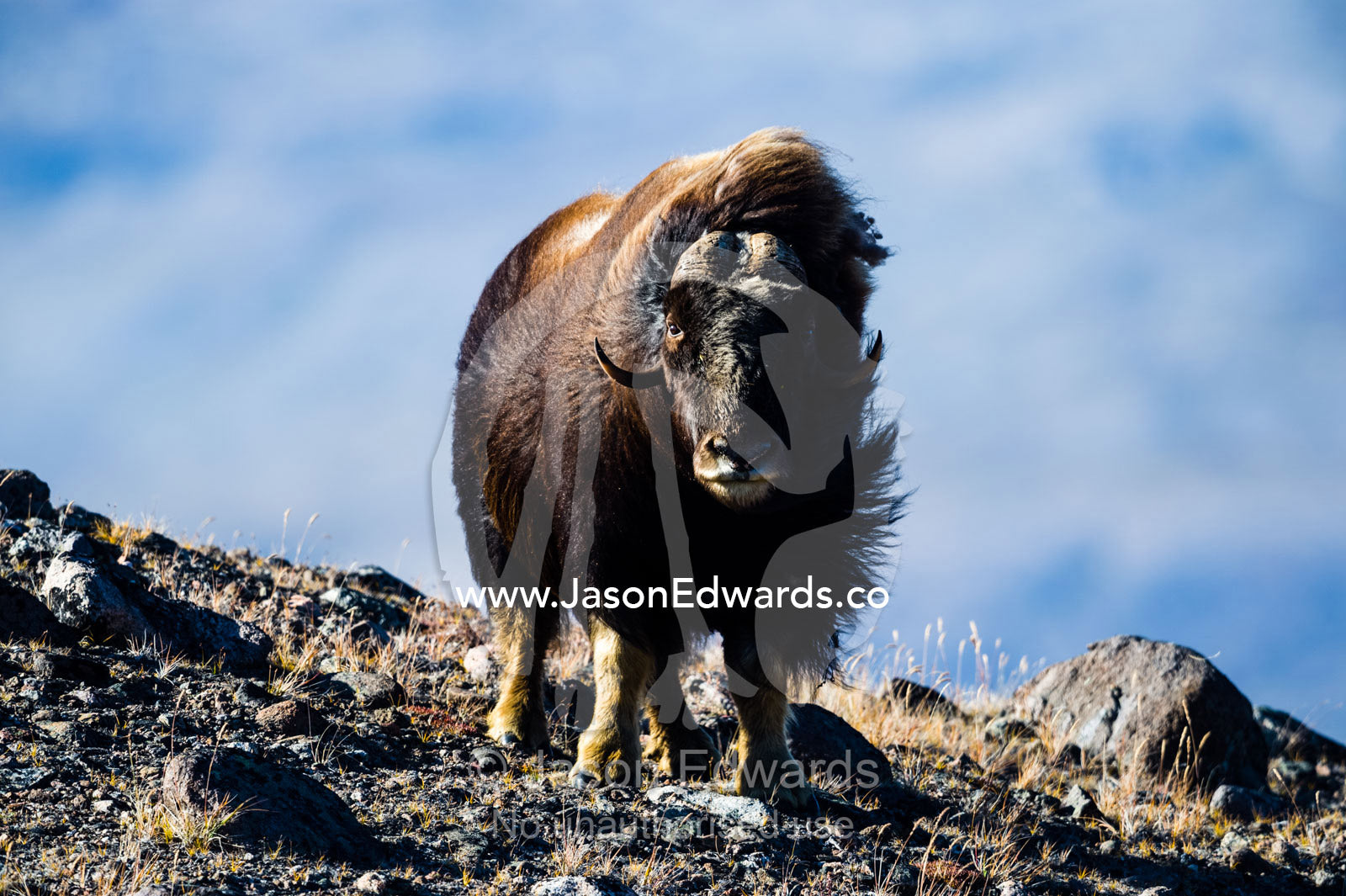 Strong arctic winds billowing the long shaggy coat of a Musk Ox standing on a tundra hilltop. Ammalortup Nunaa Highland, Kangerlussuaq, Qeqqata Municipality, Greenland.