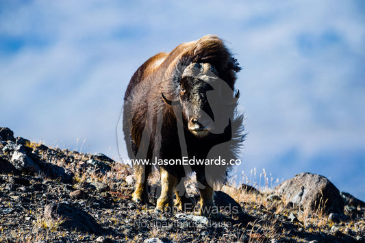 Strong arctic winds billowing the long shaggy coat of a Musk Ox standing on a tundra hilltop. Ammalortup Nunaa Highland, Kangerlussuaq, Qeqqata Municipality, Greenland.