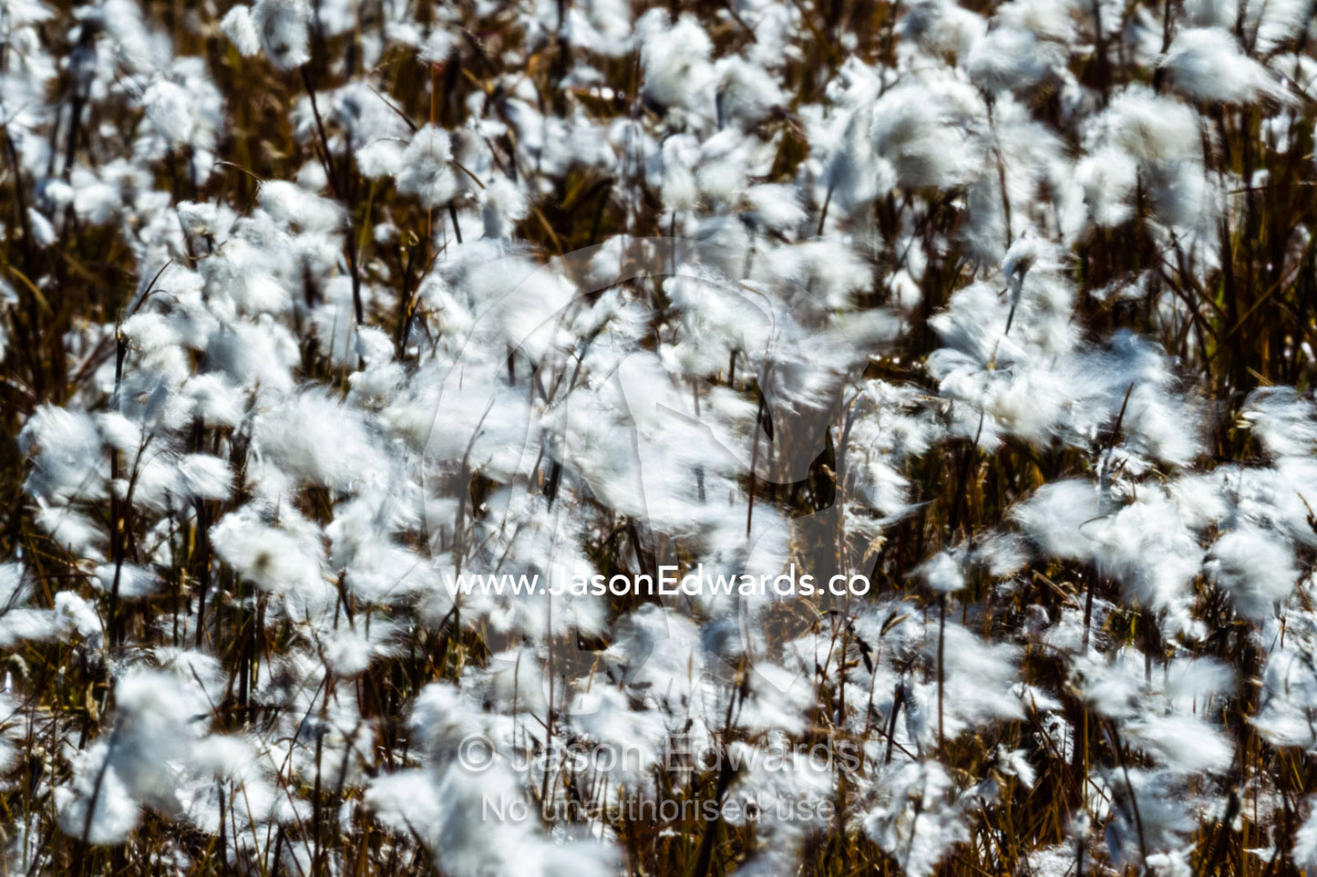 Billowing fluffy Cottongrass seed heads are covered in a fluffy mass of cotton which are carried on the wind to aid dispersal. Ammalortup Nunaa Highland, Kangerlussuaq, Qeqqata Municipality, Greenland.