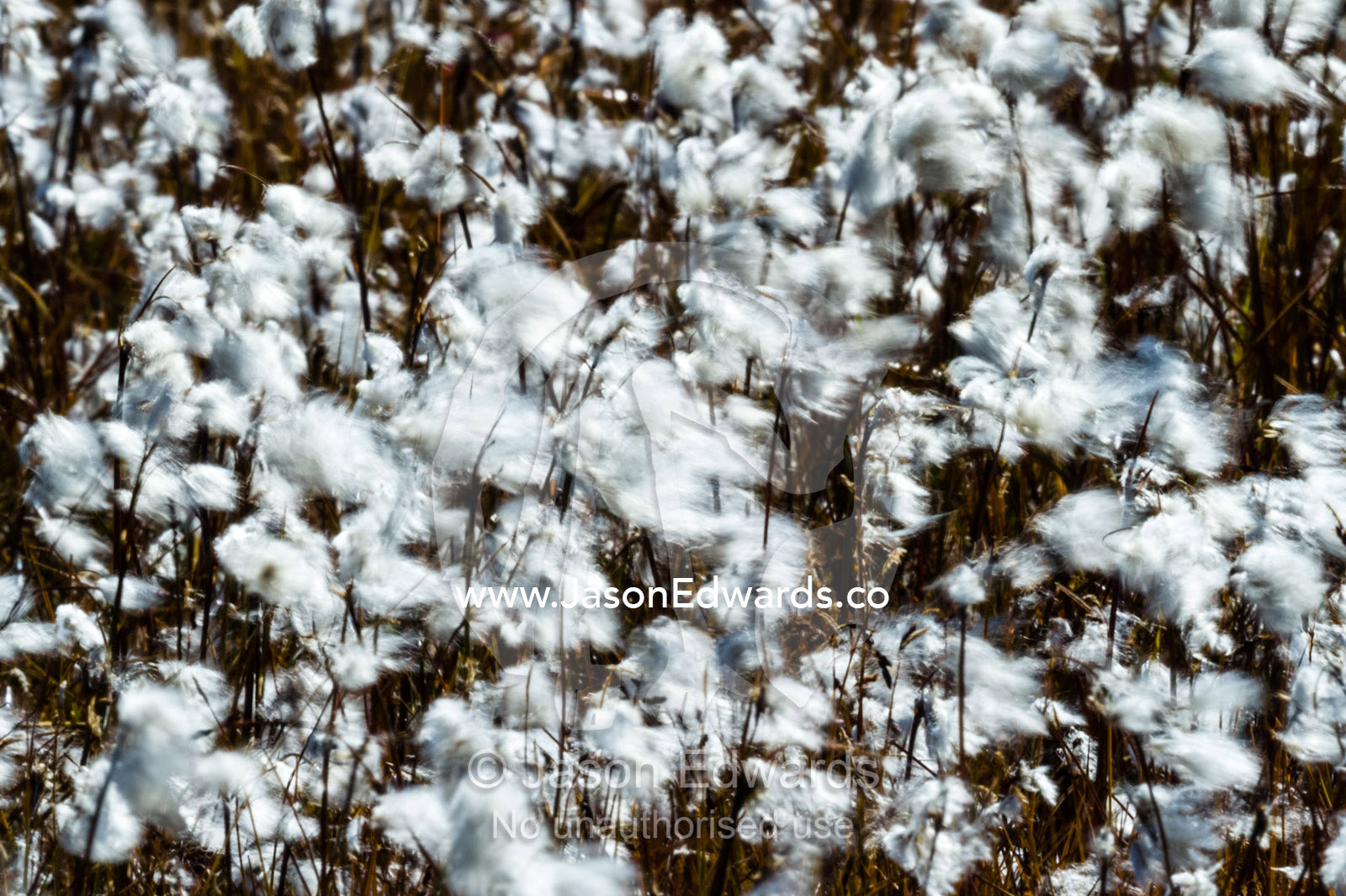 Billowing fluffy Cottongrass seed heads are covered in a fluffy mass of cotton which are carried on the wind to aid dispersal. Ammalortup Nunaa Highland, Kangerlussuaq, Qeqqata Municipality, Greenland.