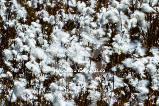 Billowing fluffy Cottongrass seed heads are covered in a fluffy mass of cotton which are carried on the wind to aid dispersal. Ammalortup Nunaa Highland, Kangerlussuaq, Qeqqata Municipality, Greenland.