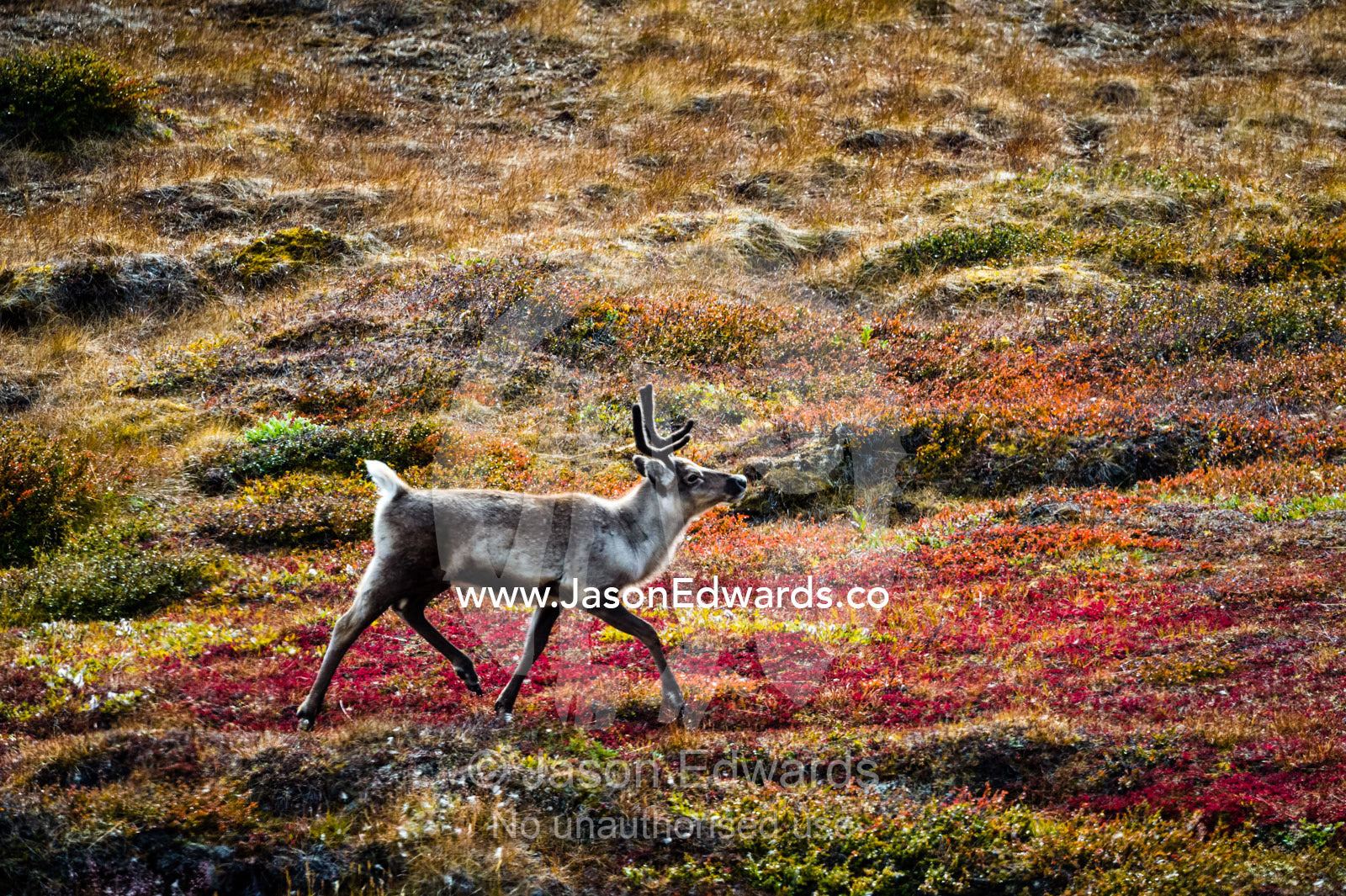 A Barren-ground Caribou gallops across the tundra in Autumn colors. Isunngua Highland, Kangerlussuaq, Qeqqata Municipality, Greenland.