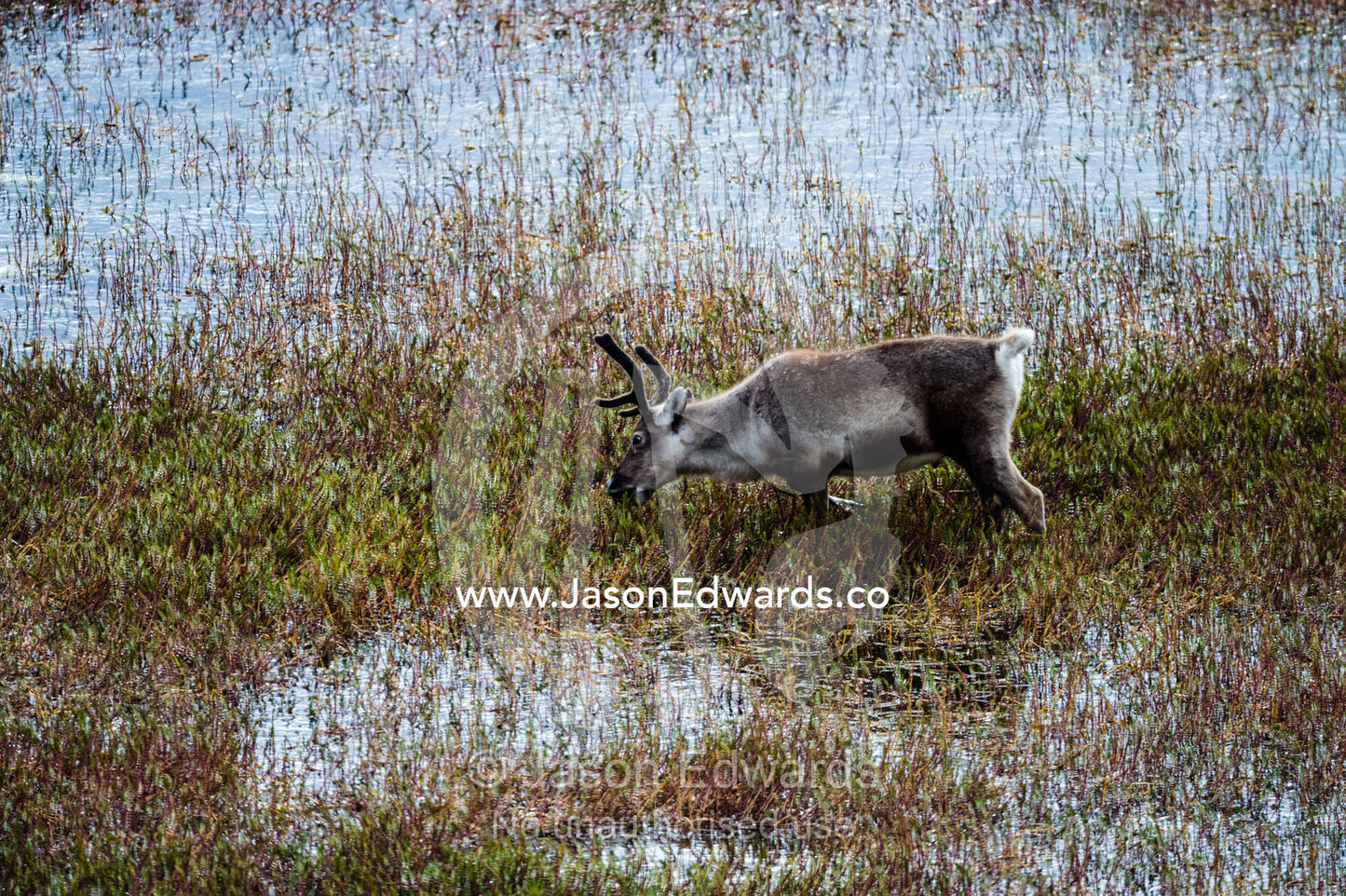 A Barren-ground Caribou feeding on alpine grasses in a tundra pond. Isunngua Highland, Kangerlussuaq, Qeqqata Municipality, Greenland.