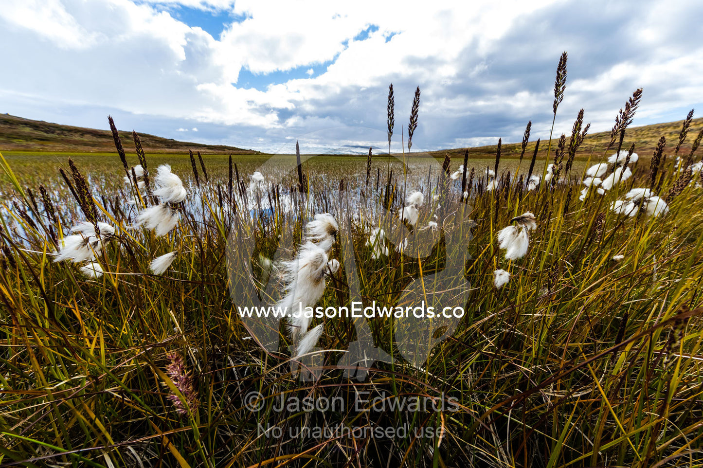 Fluffy Cottongrass seed heads along a stream are covered in a fluffy mass of cotton which are carried on the wind to aid dispersal. Isunnguata Sermia, Kangerlussuaq, Qeqqata Municipality, Greenland.