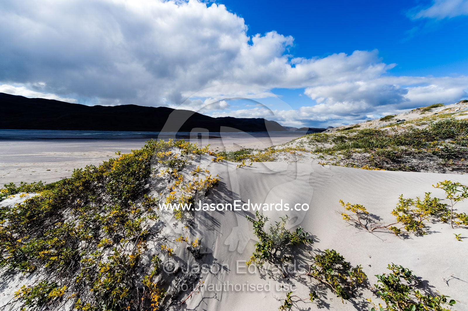 Desert adapted plants on an arctic desert sand dune. Qinnguata Kuussua River, Russell Glacier, Greenland Ice Sheet, Qeqqata Municipality, Kangerlussuaq, Greenland.