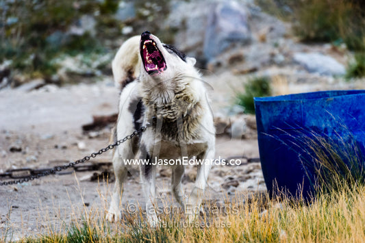 A Canadian sled dog viciously barking and snarling on a lead. Kangerlussuaq Port, Kangerlussuaq Fjord, Kangerlussuaq, Qeqqata Municipality, Greenland.